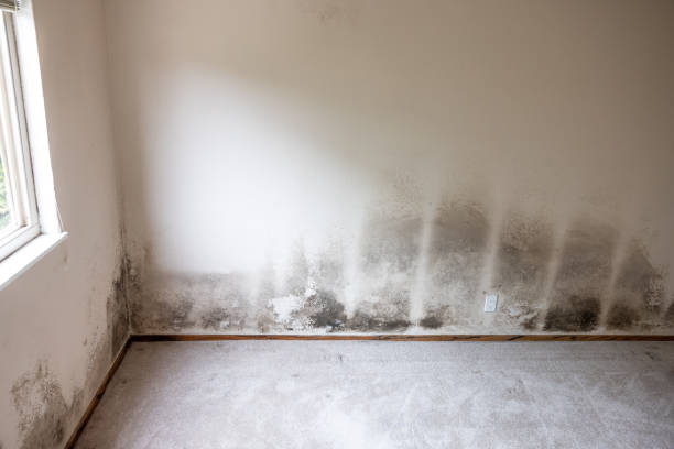 Best Emergency Mold Remediation  in Berea, SC